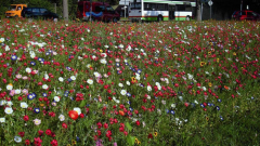 Blumenwiese Altshausen